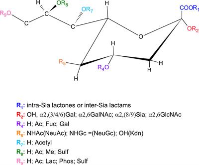 The Role of Sialic Acids in the Establishment of Infections by Pathogens, With Special Focus on Leishmania